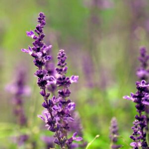 Parcela San Clemente